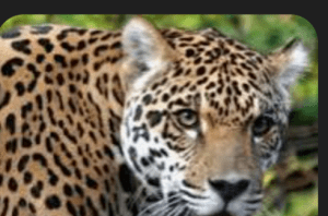 जंगली जानवरों के खतरे के बीच सांसद बलूनी के दौरे पर निगाहें