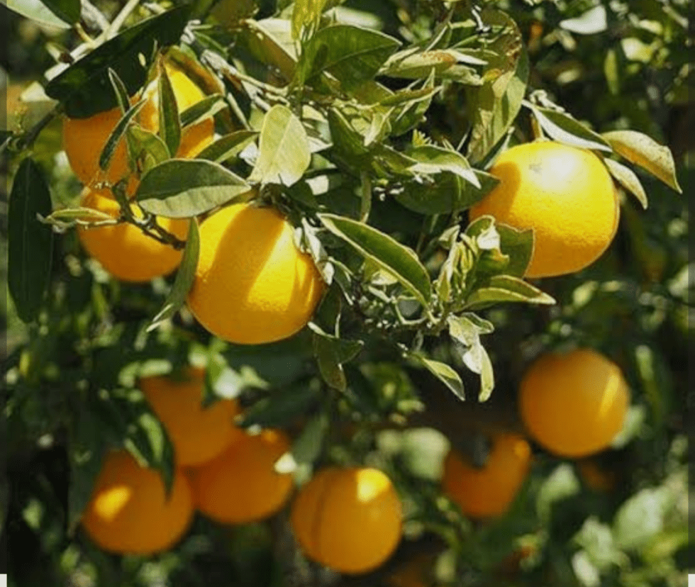 अब हरदा माल्टा पार्टी से गर्माएंगे चुनावी फिजां